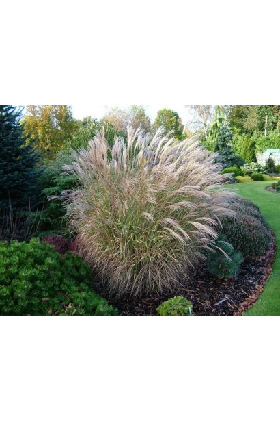 Міскантус китайський `Літл Зебра`